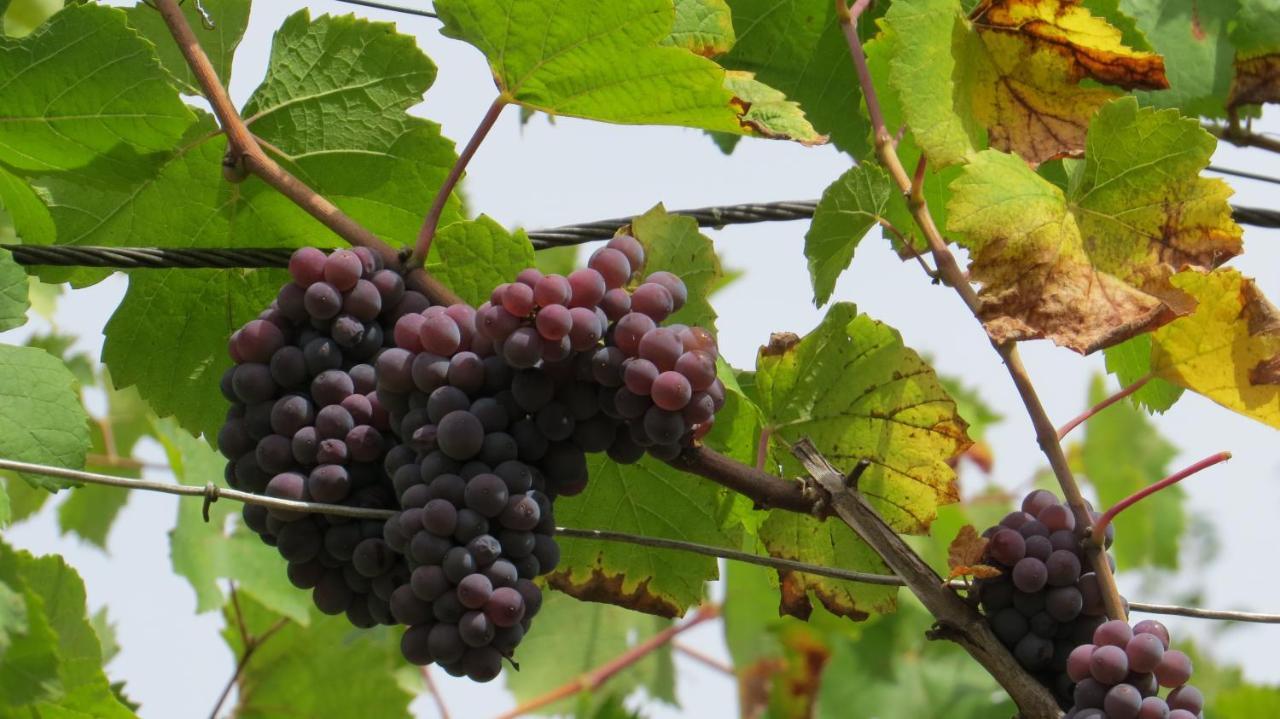 Ferienwohnung Elbsommer Am Weinberg Meißen Exteriör bild